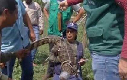 Hojemais 20 anos: Remoção de jacarés da Lagoa Maior