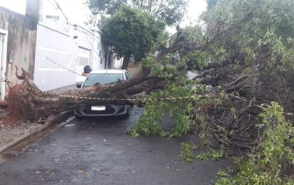 Temporal derruba árvores e danifica carros em Araçatuba