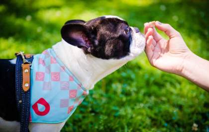 Pets podem fazer uso de suplementos alimentares