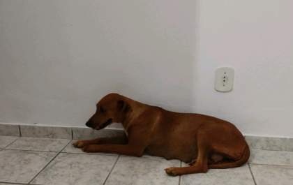 PMA autua dois homens em R$ 3 mil por abandonar cachorro em estrada próxima a BR-158