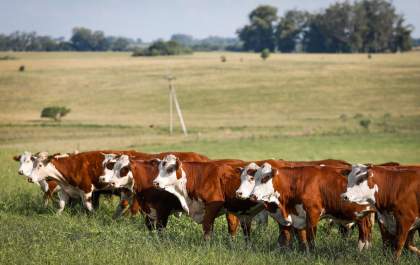 Semana começa (25) com queda no valor do boi