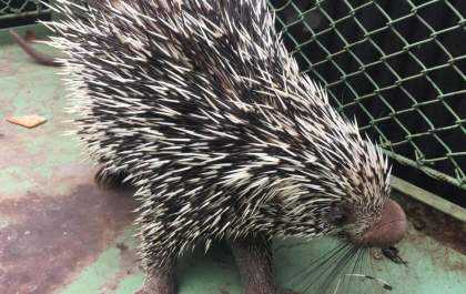 Porco-espinho é resgatado após invadir casa