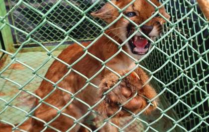 Prefeitura vai contratar OSS para cuidar de animais silvestres