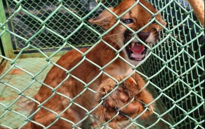 Polícia Ambiental resgata filhote de onça-parda que estava em sítio