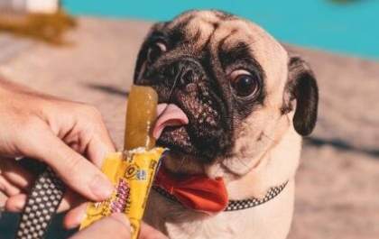 Sorvete é aposta para aliviar o calor dos pets
