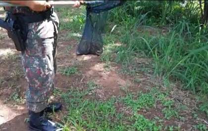 Homem aciona polícia para capturar cutia e acaba preso. Entenda o caso