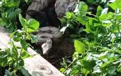 Após comer galinhas, cobra retorna à residência e mata o gato da família
