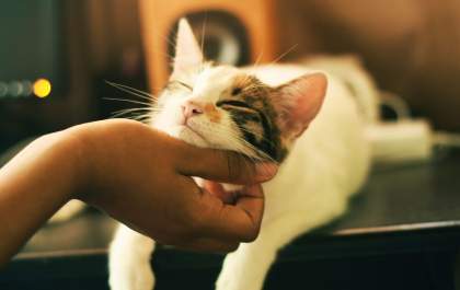 Veterinária comemora Dia Mundial do Gato com campanha de castração