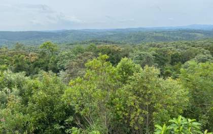 Sicredi recupera áreas de mata nativa e neutraliza CO2 emitido por agências do Paraná, São Paulo e Rio de Janeiro