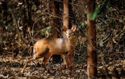 Com manejo sustentável, Suzano supera a marca de 1,3 mil espécies catalogadas em Mato Grosso do Sul