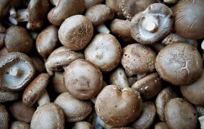 Agricultores aprendem a produzir cogumelo shiitake em Birigui