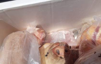 Dono de açougue é preso por vender carne imprópria para consumo humano