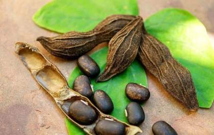TOP 3: Suplementos Naturais para disfunção erétil