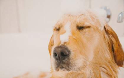 Você sabe como dar banho em seu pet em casa? Veja dicas