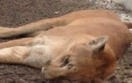 Funcionário do DER é desacatado após encontrar onça morta na Elyeser