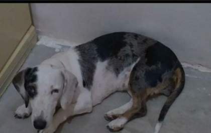 Ajude encontrar a Myla