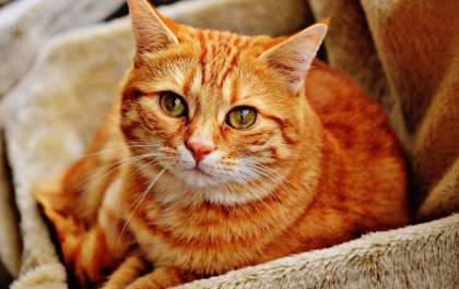 Dia do gato: curso online e gratuito vai deixar você expert em felinos