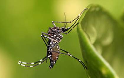 Araçatuba comunica 1.ª morte por dengue no ano
