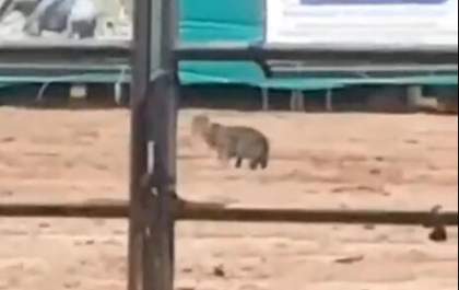 Onça é flagrada no recinto de exposição em Araçatuba