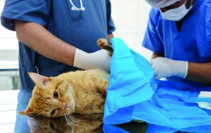 Zoonoses inicia cadastramento de famílias para castração animal