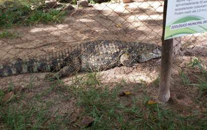 Petição on-line quer o fim do zoológico de Araçatuba e transferência de animais&nbsp;