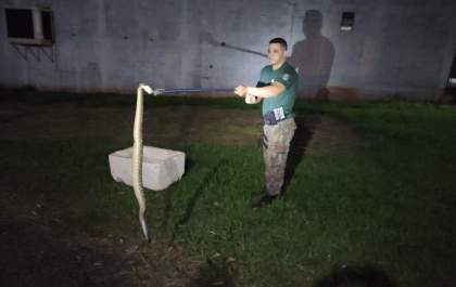 Cascavel de 1,5 m é encontrada atrás de porta de residência