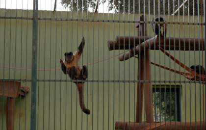 Zoológico de Araçatuba não tem para onde transferir animais