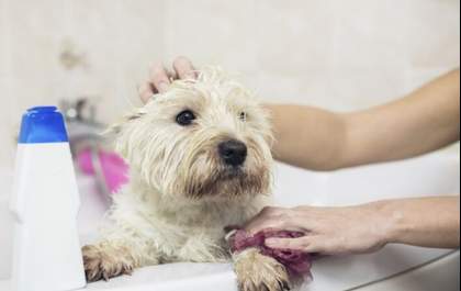 Sebrae lança programa para empreendedores do setor pet vet