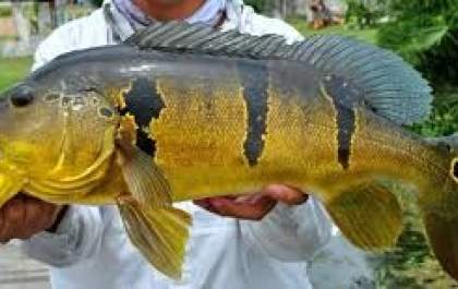 MS recebe prêmio internacional de criatividade sobre turismo de pesca
