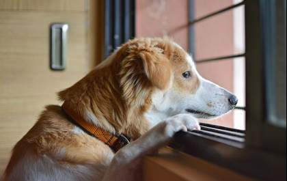 Saiba como ter uma boa convivência tranquila com seu pet no condomínio