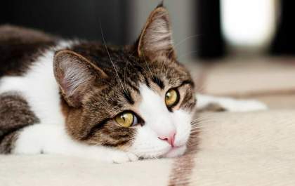 Gato doente? - Confira 10 sintomas que requerem atenção!