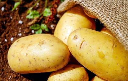Ingrediente essencial do prato do brasileiro, a batata enfrenta desafios no campo