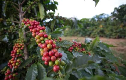 Café começa a segunda-feira (8) com queda no preço