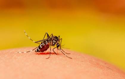 Saúde encerra 2021 com 1.778 casos positivos de dengue, 17 de leishmaniose e 02 óbitos em Três Lagoas