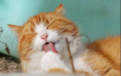 A alegria de ter um gato em casa
