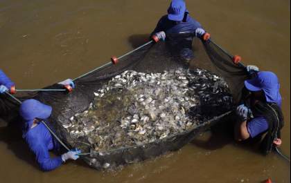CTG Brasil realiza soltura de 800 mil peixes no rio Paraná