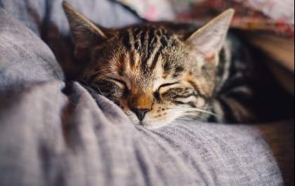 Hospital veterinário disponibiliza canal de assistência on-line gratuita