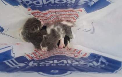 Idosa é flagrada abandonando filhotes de gatos em tambor de lixo