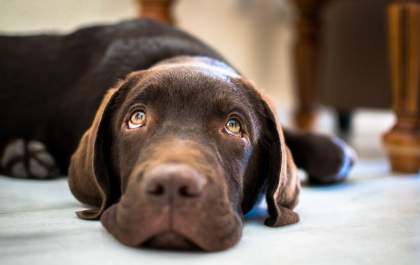 Atenção: você está proibido de dar chocolate para o seu pet