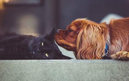 Infecções nos olhos dos pets pode causar cegueira