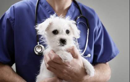 Vacinação canina: equipe Bichomania aborda as doses que devem ser administradas anualmente