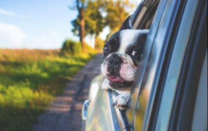 Muito cuidado ao transportar seu pet no carro