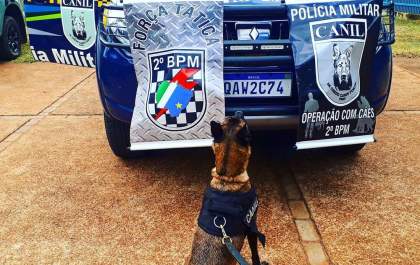 Cadela auxilia Polícia Militar a encontrar drogas em TL