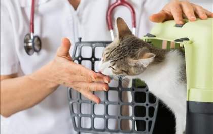 Clínica veterinária terá que pagar R$ 5 mil em indenização a donos de gato que fugiu