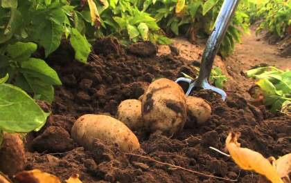 Programa gratuito de batata orgânica será realizado em Coroados