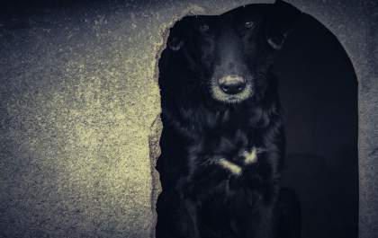Tecnologia ajuda na busca por pets perdidos