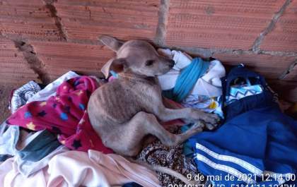 Em Três Lagoas, animais morrem de fome e sede após serem deixados trancados em casa