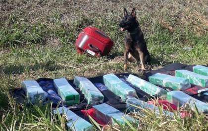 Cães ajudam a polícia a encontrar maconha em bagageiro de ônibus