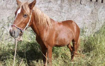 Morador procura por cavalo que fugiu no bairro Palmeiras