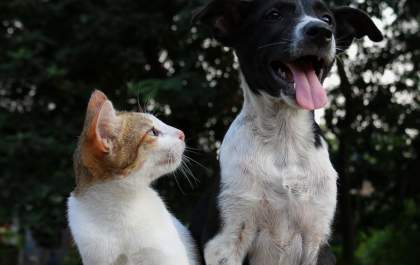 Doenças respiratórias em pets aparecem com maior frequência no inverno